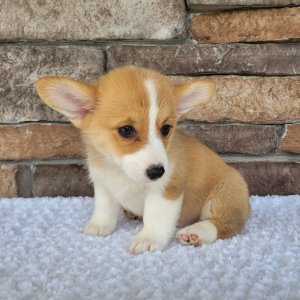 Pembroke Welsh Corgi Puppy Oliver