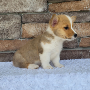 Pembroke Welsh Corgi Puppy Oliver