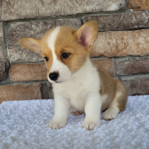 Pembroke Welsh Corgi Puppy Oliver