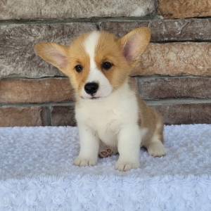 Pembroke Welsh Corgi Puppy Oliver