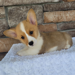 Pembroke Welsh Corgi Puppy Oliver