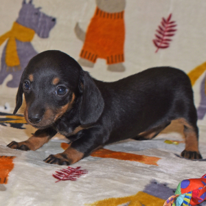 Dachshund Puppy Gia