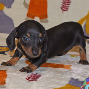 Dachshund Puppy Gia