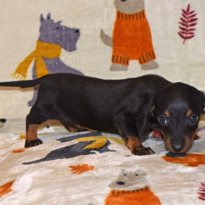 Dachshund Puppy Gia