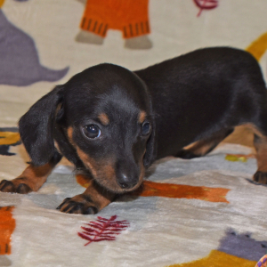 Dachshund Puppy Gia