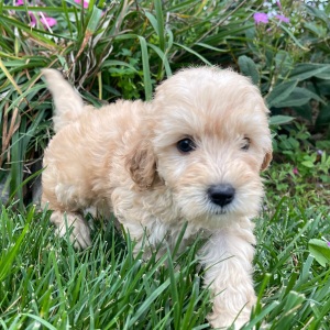 Goldendoodle Puppy Kimberly