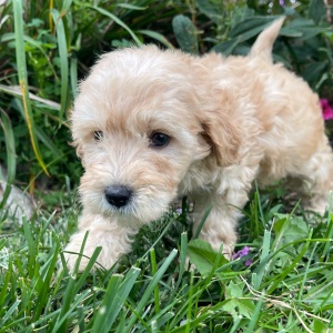 Goldendoodle Puppy Kimberly