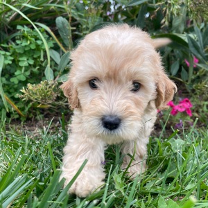Goldendoodle Puppy Kimberly