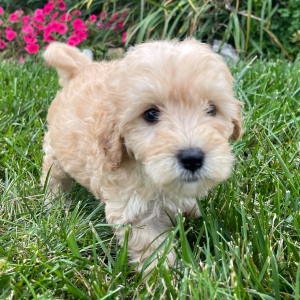 Goldendoodle Puppy Kimberly