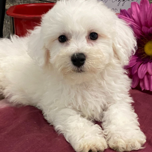 Bichon Frise Puppy Celise
