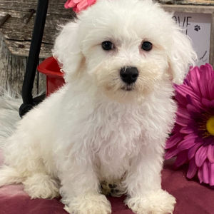 Bichon Frise Puppy Celise