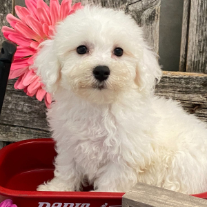 Bichon Frise Puppy Celise