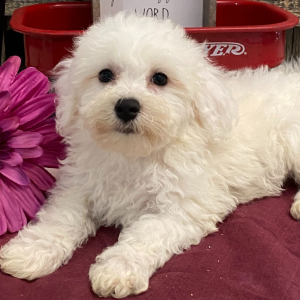 Bichon Frise Puppy Celise