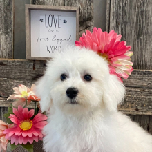 Bichon Frise Puppy Celise