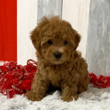 Maltipoo Puppy Copper