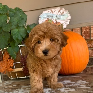 Maltipoo Puppy Copper