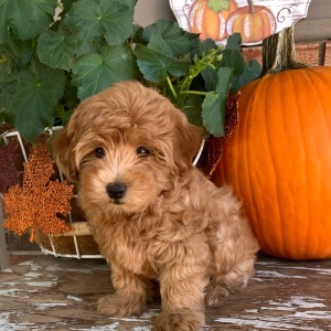 Maltipoo Puppy Copper