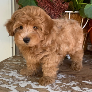 Maltipoo Puppy Copper