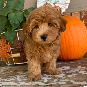 Maltipoo Puppy Copper