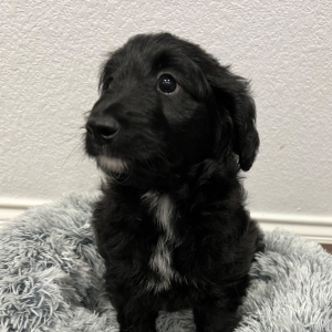 Aussiedoodle Puppy Wasabi