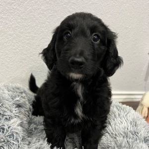 Aussiedoodle Puppy Wasabi