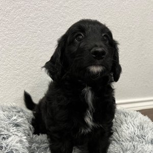 Aussiedoodle Puppy Wasabi