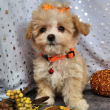 Maltipoo Puppy Khloe