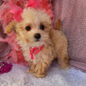 Maltipoo Puppy Khloe