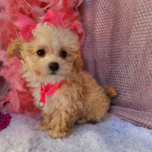 Maltipoo Puppy Khloe
