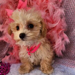 Maltipoo Puppy Khloe