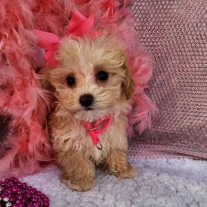 Maltipoo Puppy Khloe