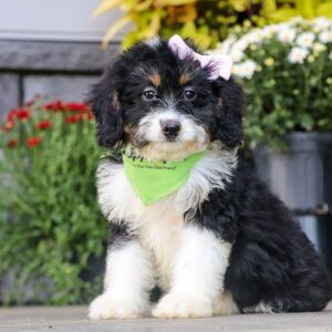 Bernedoodle Puppy Sally