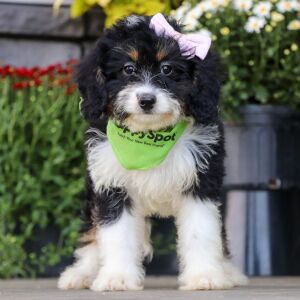 Bernedoodle Puppy Sally