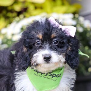 Bernedoodle Puppy Sally