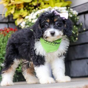 Bernedoodle Puppy Sally
