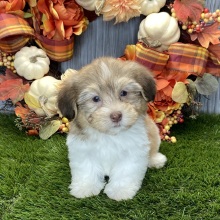 Havanese Puppy Randall