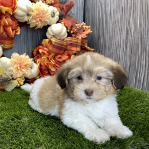 Havanese Puppy Randall