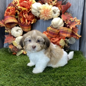 Havanese Puppy Randall