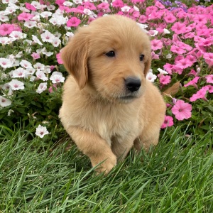 Golden Retriever Puppy Harold