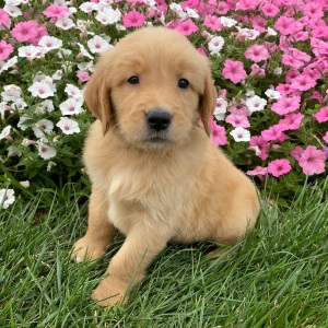 Golden Retriever Puppy Harold