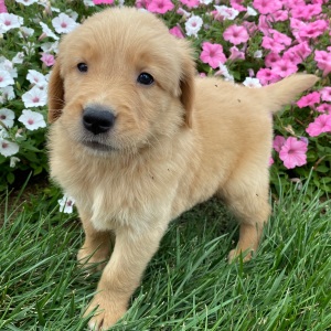 Golden Retriever Puppy Harold