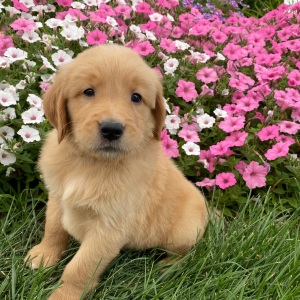 Golden Retriever Puppy Harold
