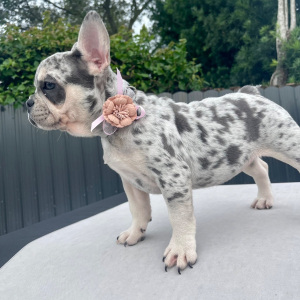 French Bulldog Puppy Stormy Storm