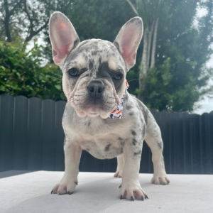 French Bulldog Puppy Stormy Storm