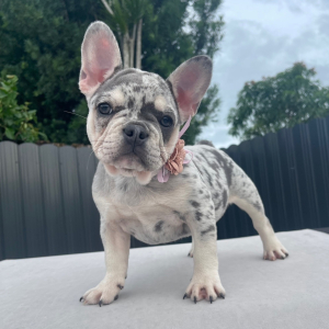 French Bulldog Puppy Stormy Storm