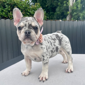 French Bulldog Puppy Stormy Storm