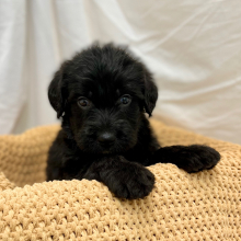 Labradoodle Puppy Matt