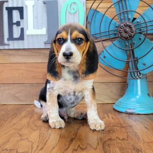 Beagle Puppy Scout