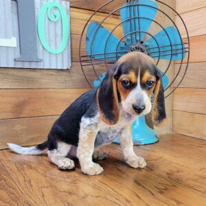 Beagle Puppy Scout