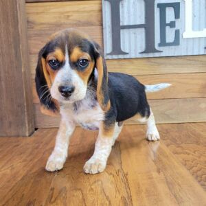 Beagle Puppy Scout